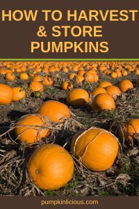 How To Harvest Pumpkins To Yield The Best Crop - Pumpkinlicious