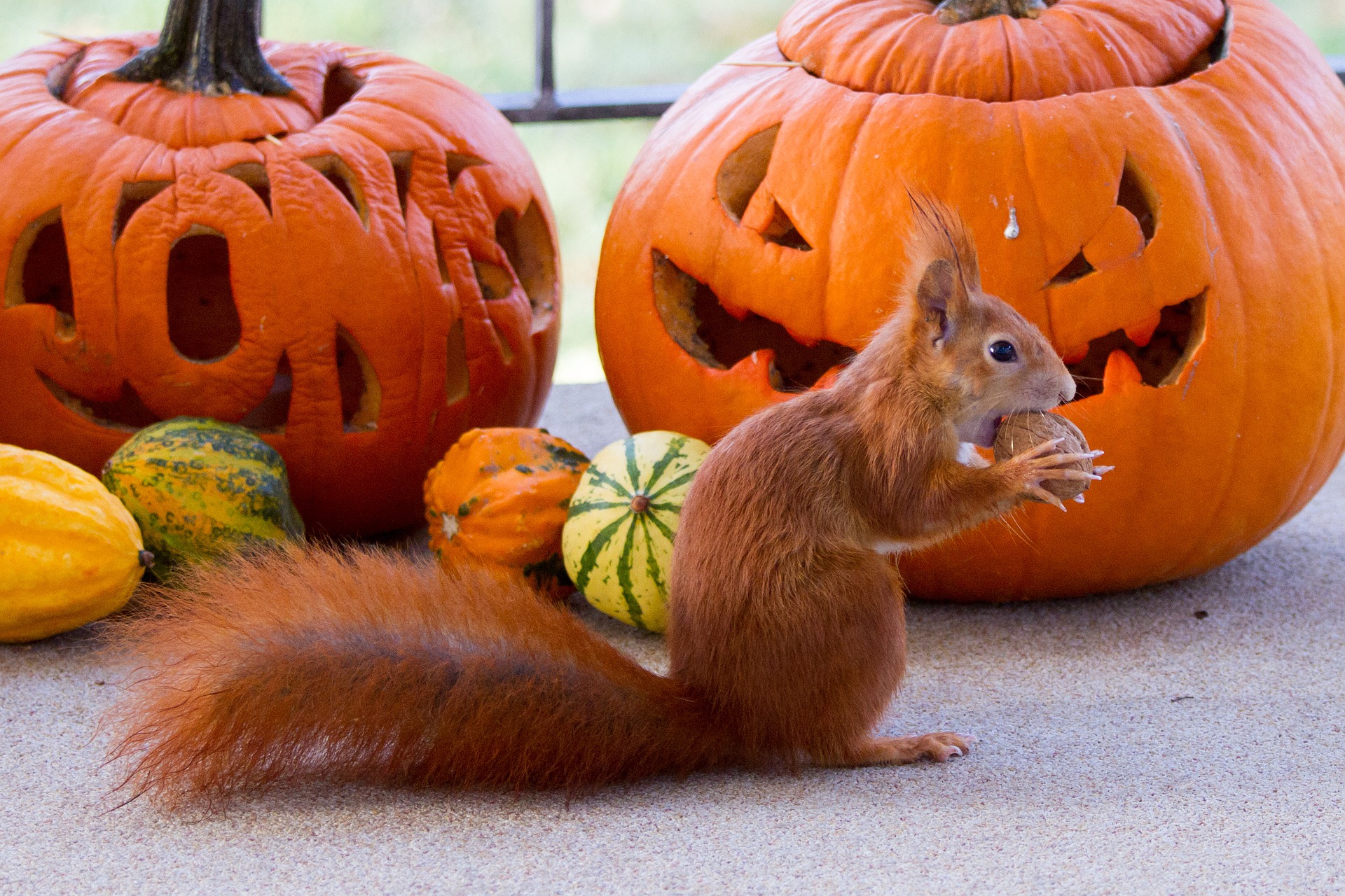 how-to-keep-squirrels-away-from-pumpkin-plants