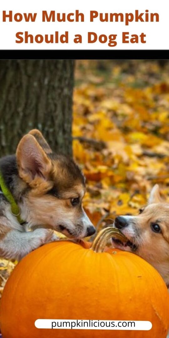 how-much-pumpkin-to-give-a-dog