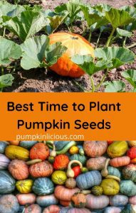 When Is The Best Time To Plant Pumpkin Seeds In 2022?